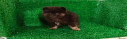 Pomerania perros en venta: Pomerania  - Anuncio 5