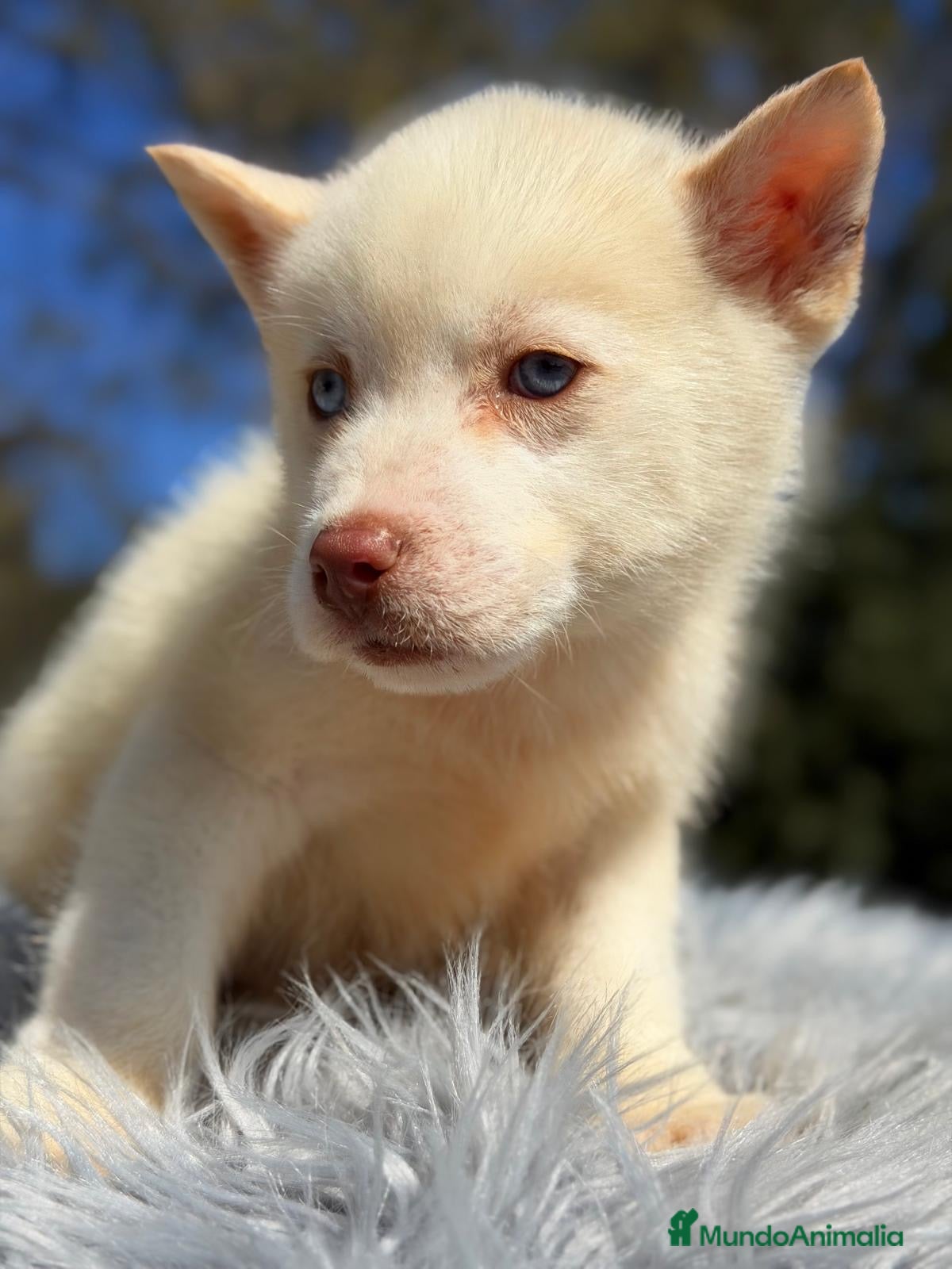 Husky Siberiano perros ÚLTIMO HUSKY MACHO BLANCO  - Anuncio 2