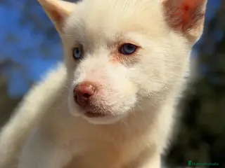 Husky Siberiano perros ÚLTIMO HUSKY MACHO BLANCO - Anuncio 2