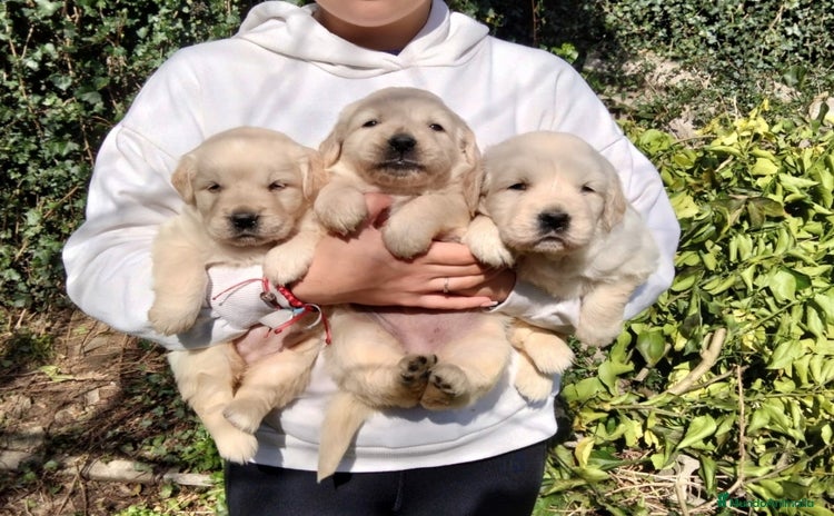 Golden Retriever perros - Anuncio 1