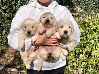 Golden Retriever perros - Anuncio 2