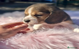 Beagle perros en venta: CAMADA DE BEAGLE DISPONIBLE PARA RESERVAR - Imagen 2