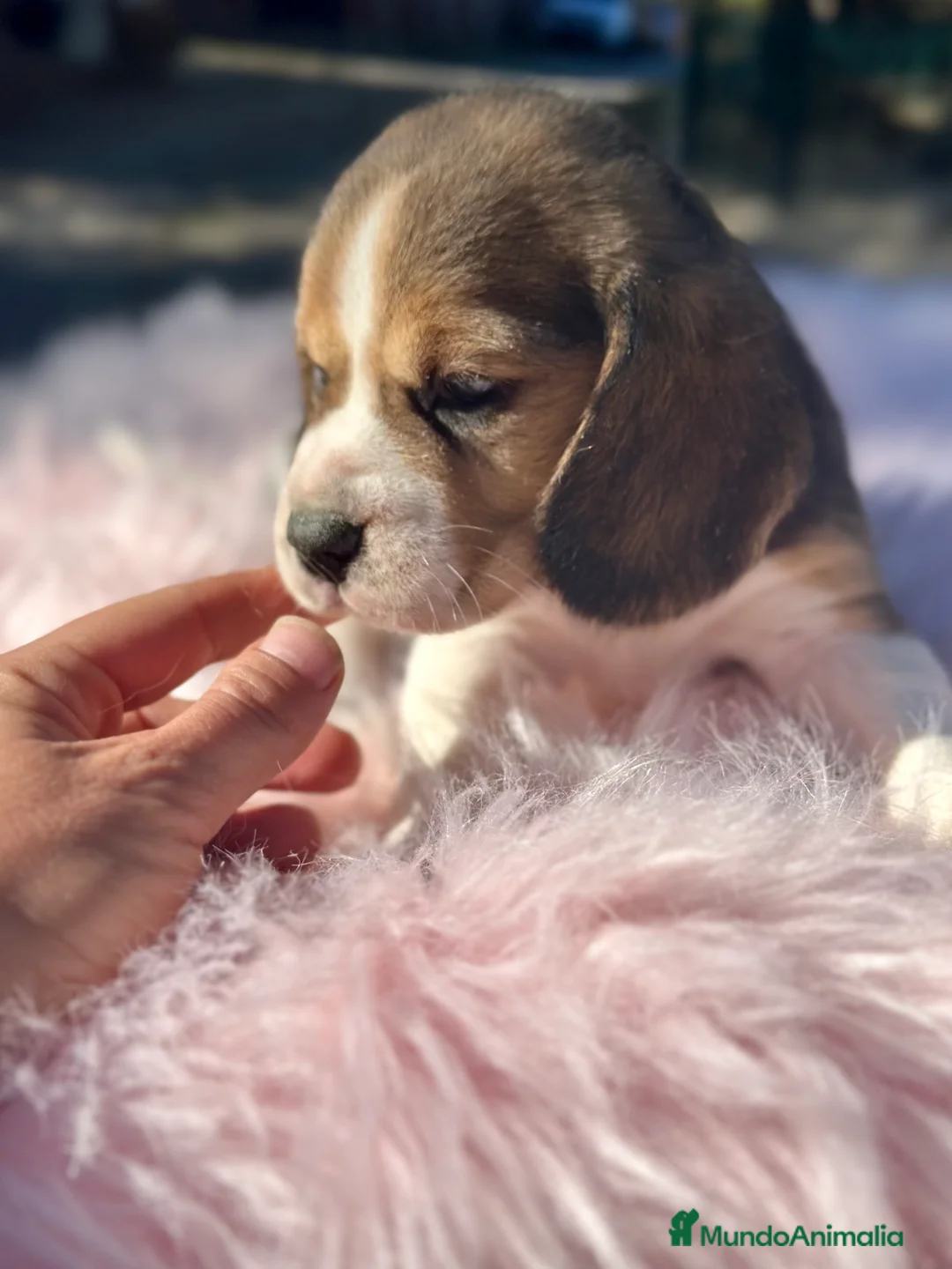 Beagle perros en venta: CAMADA DE BEAGLE DISPONIBLE PARA RESERVAR - Anuncio 2