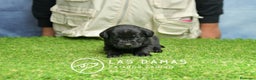 Labrador Retriever perros en venta: Cachorros de labrador negro - Anuncio 5