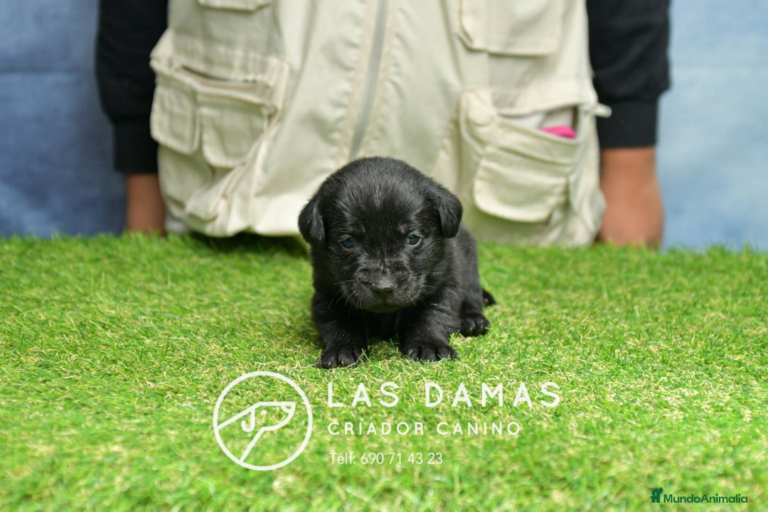 Labrador Retriever perros en venta: Cachorros de labrador negro - Anuncio 5