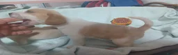 Beagle perros en venta: Beagle, Hembras - Anuncio 5