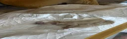 Golden Retriever perros en venta: Golden retriever - Anuncio 6
