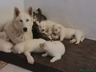 Husky Siberiano perros Husky siberiano blancos - Anuncio 1