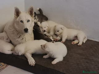 Husky Siberiano perros Husky siberiano blancos - Anuncio 20