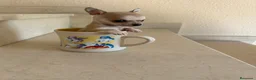 Chihuahua perros en venta: Chihuahuas micro toy máxima calidad - Anuncio 29