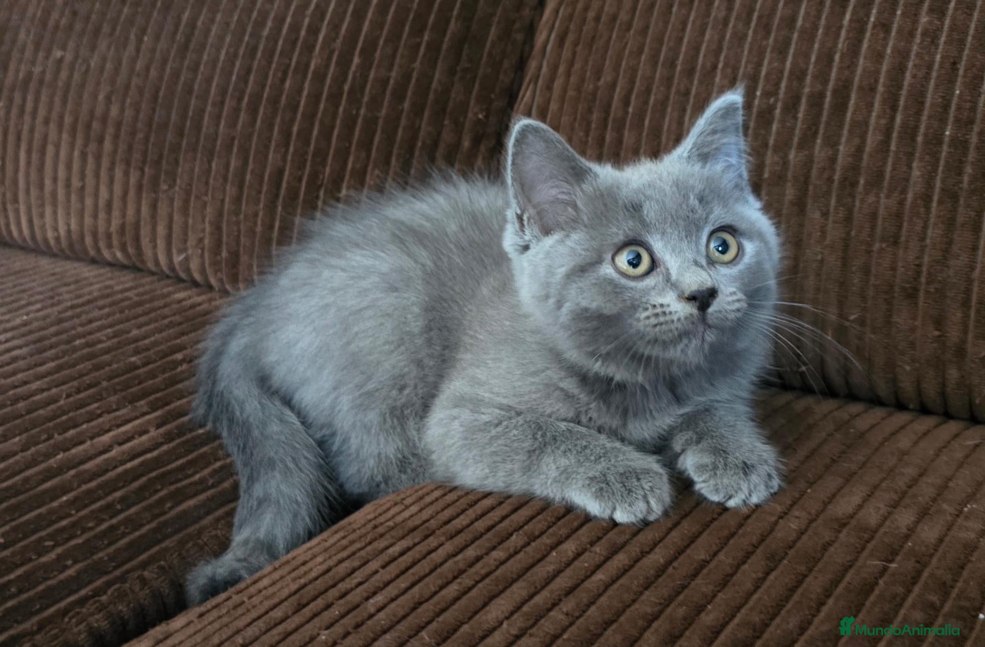 Británico de Pelo Corto gatos en venta: Gatcot.com - Anuncio 4