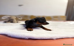 Pinscher Miniatura perros en venta: Mini Pincher hembra  - Imagen 1