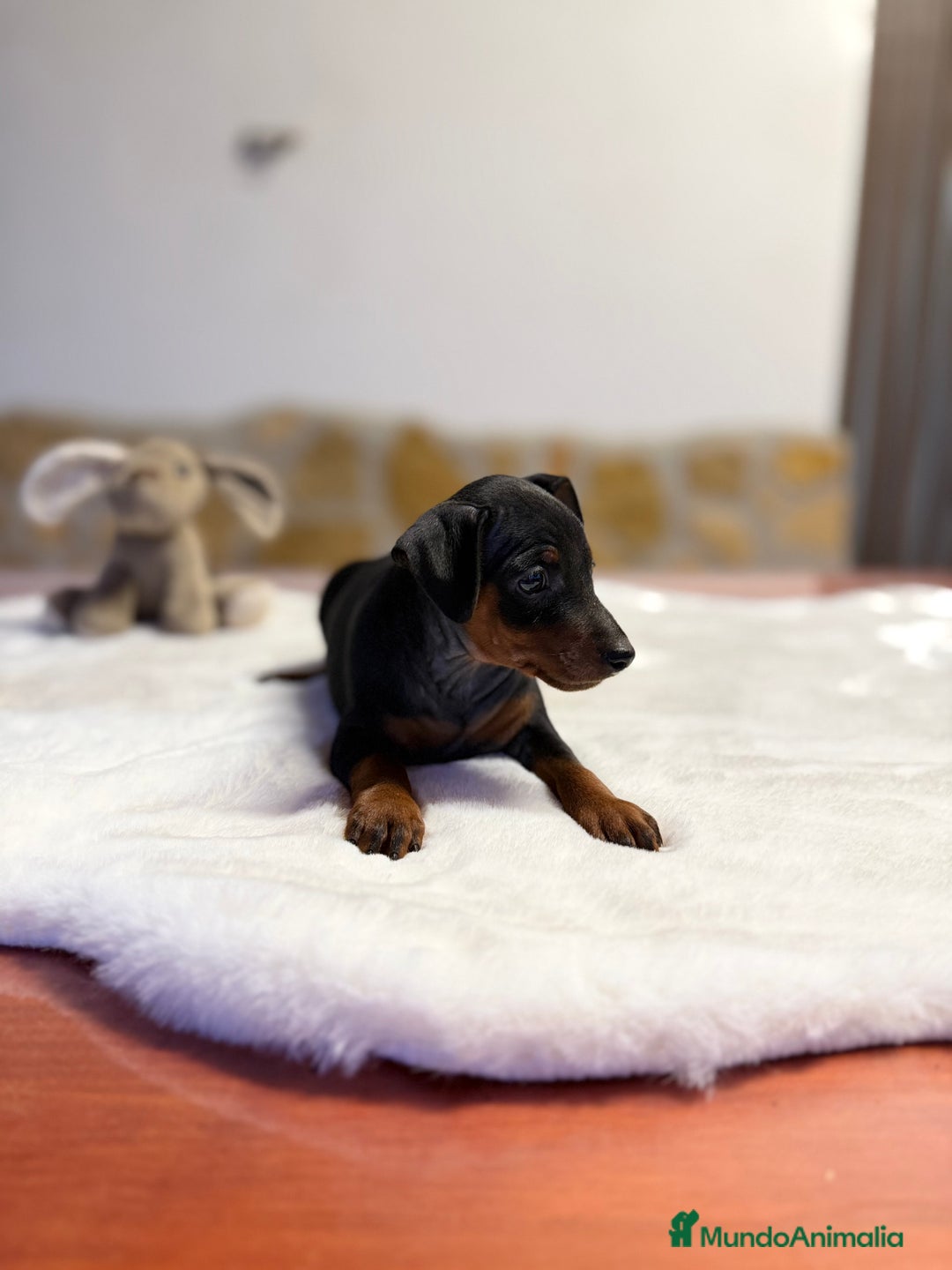 Pinscher Miniatura perros en venta: Mini Pincher hembra  - Imagen 1