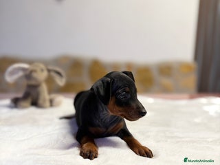 Pinscher Miniatura perros - Anuncio 2