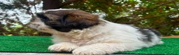 Shih Tzu perros en venta: Machitos de shih tzu - Anuncio 9