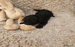 Caniche Toy perros en venta: ⚜️ caniche toy y enano 50 %asiatico ⚜️ - Imagen 3
