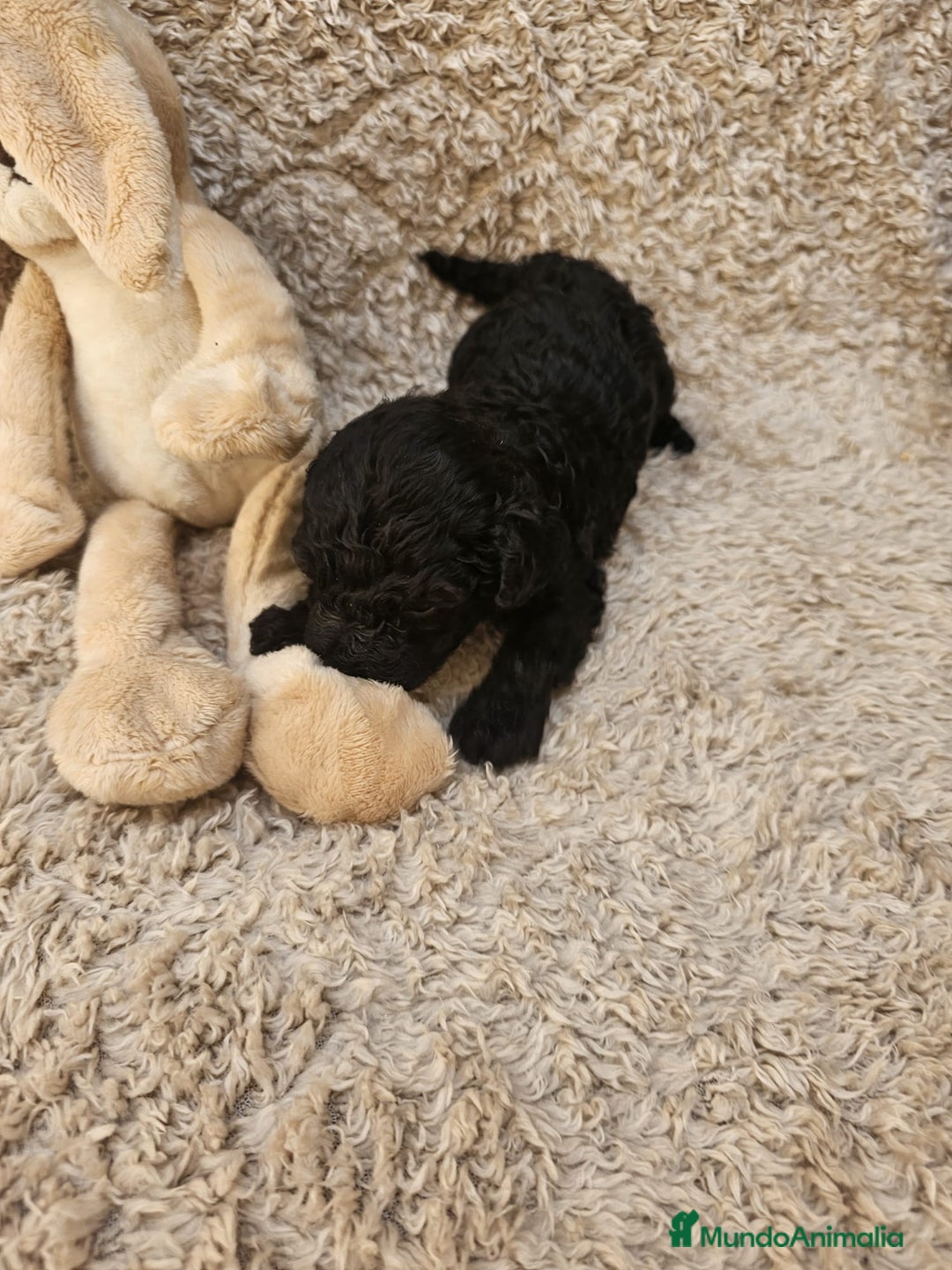 Caniche Toy perros en venta: ⚜️ caniche toy y enano 50 %asiatico ⚜️ - Imagen 3
