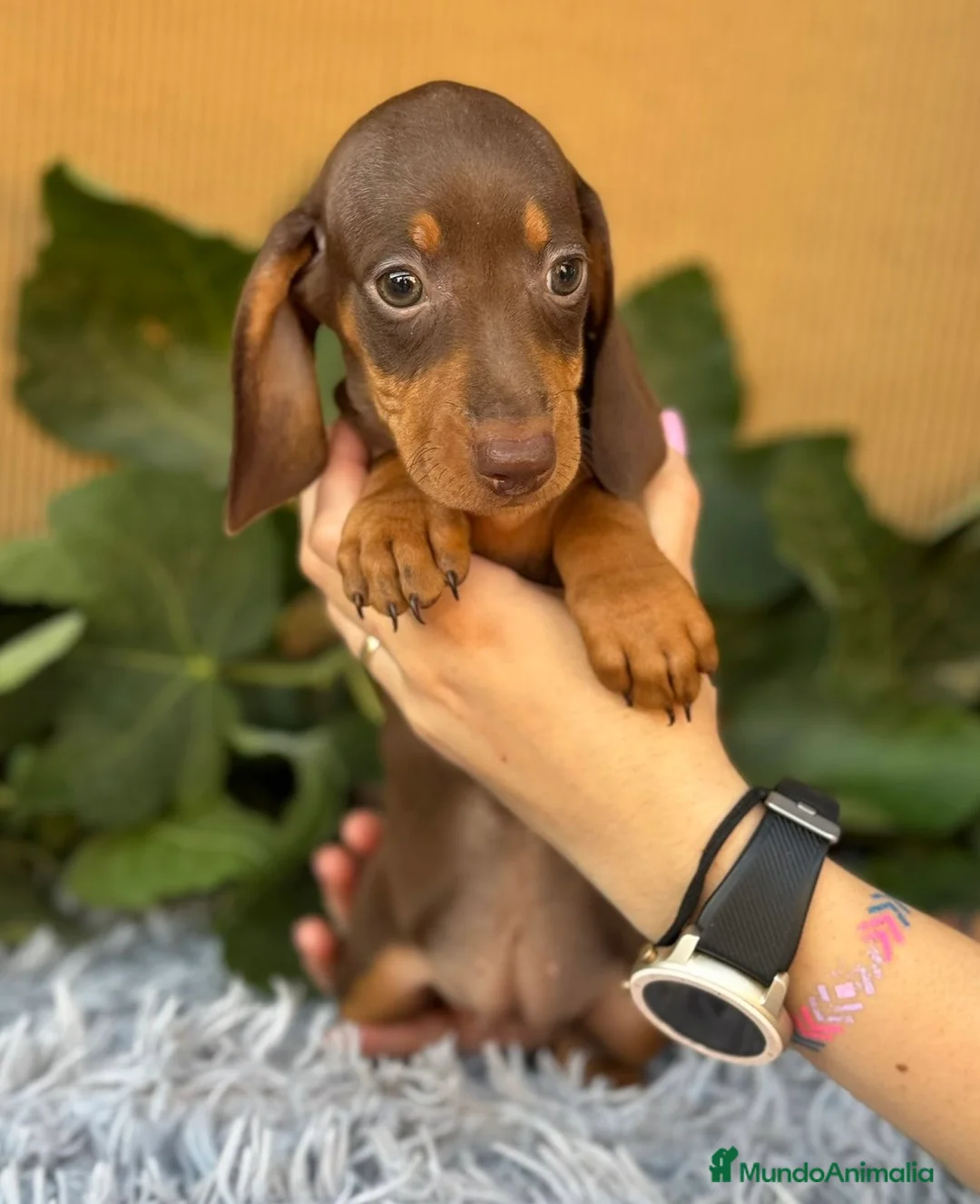 Teckel Miniatura perros en venta: Teckel arlequín chocolate  - Anuncio 1