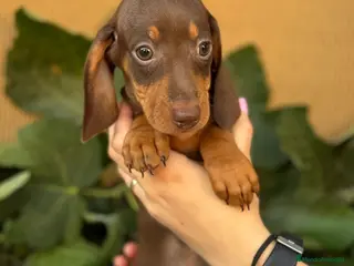 Teckel Miniatura perros Teckel arlequín chocolate - Anuncio 1