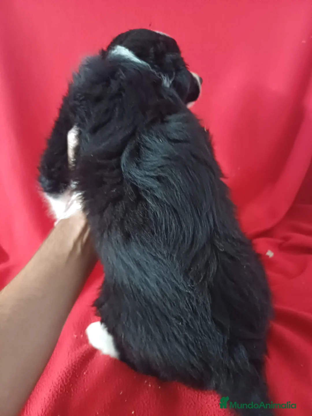 Border Collie perros en venta: Border Collie Blanco y Negro  - Anuncio 4