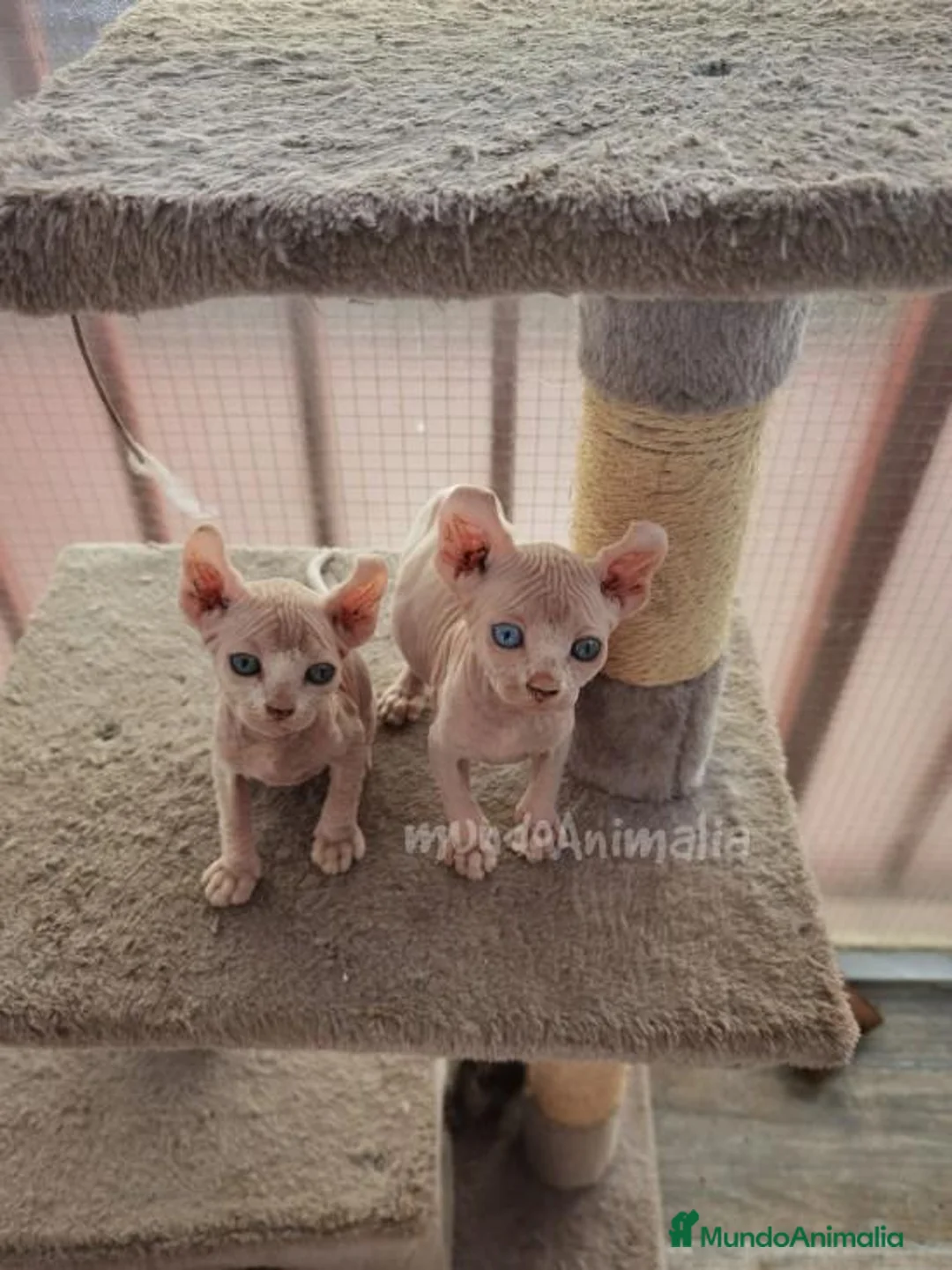 Imagen de galería {{count}}