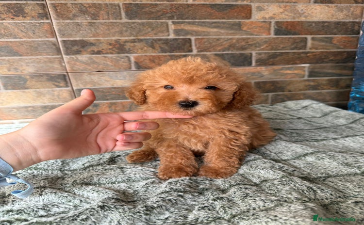 Caniche Toy perros - Anuncio 11