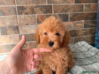 Caniche Toy perros - Anuncio 20