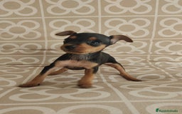 Ratón de Praga perros en venta: Hembra ratón de praga  - Imagen 1