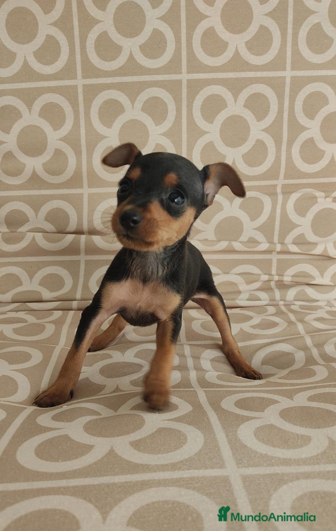 Ratón de Praga perros en venta: Hembra ratón de praga  - Imagen 1