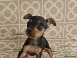 Ratón de Praga perros - Anuncio 3