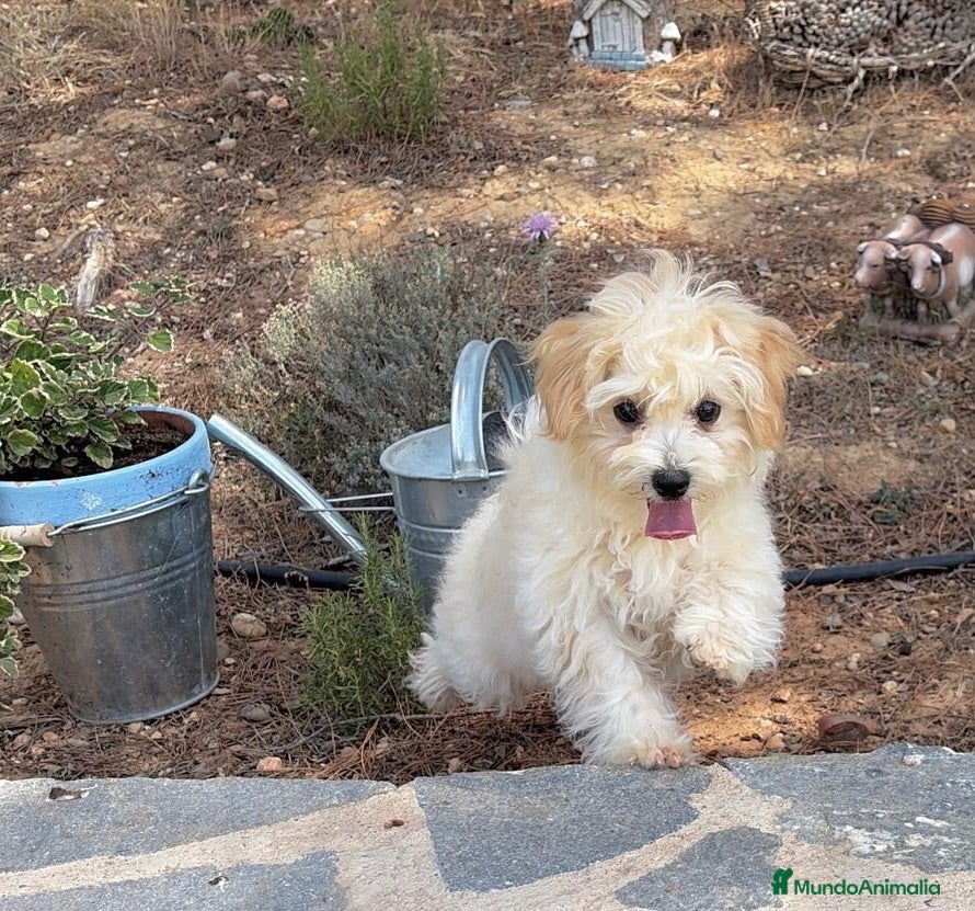 Maltipoo perros Maltipoo macho listo para entregar!!! - Anuncio 1
