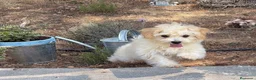 Maltipoo perros en venta: Maltipoo macho listo para entregar!!! - Anuncio 1