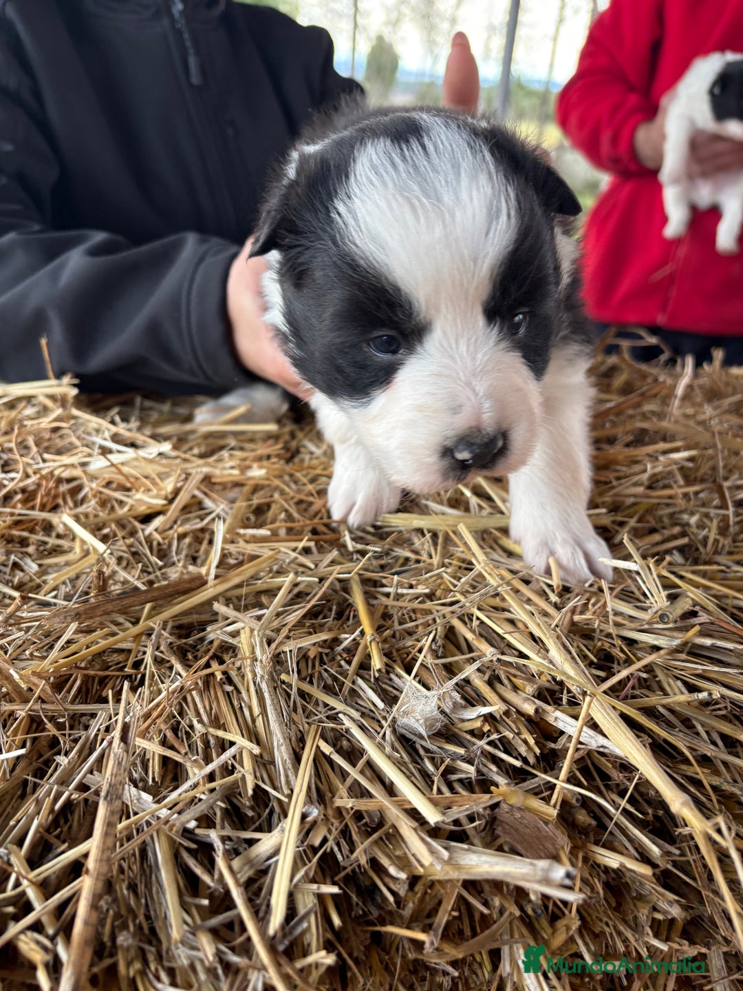 Border Collie perros en venta: Preciosa hembra de border collie  - Anuncio 6