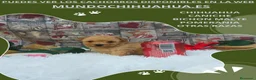 Caniche Toy perros en venta: IMPRESIONANTES CANICHES LINEA TOY  - Anuncio 14