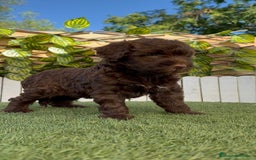 Perro de Agua Español perros en venta: PERRO DE AGUA HEMBRA - Imagen 23