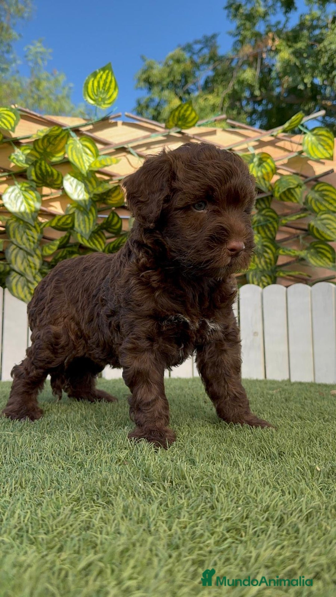 Perro de Agua Español perros en venta: PERRO DE AGUA HEMBRA - Imagen 23