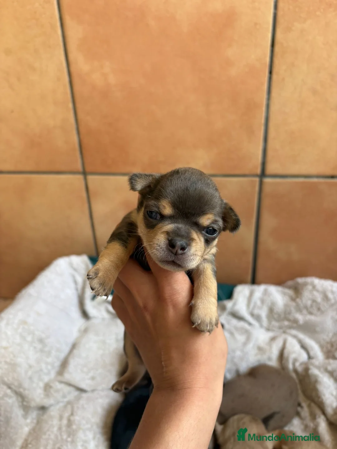 Chihuahua perros en venta: Chihuahua macho Blue merle🩵🐾 - Anuncio 4