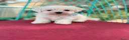 Bichón Maltés perros en venta: Bichon Mates !!! - Anuncio 2