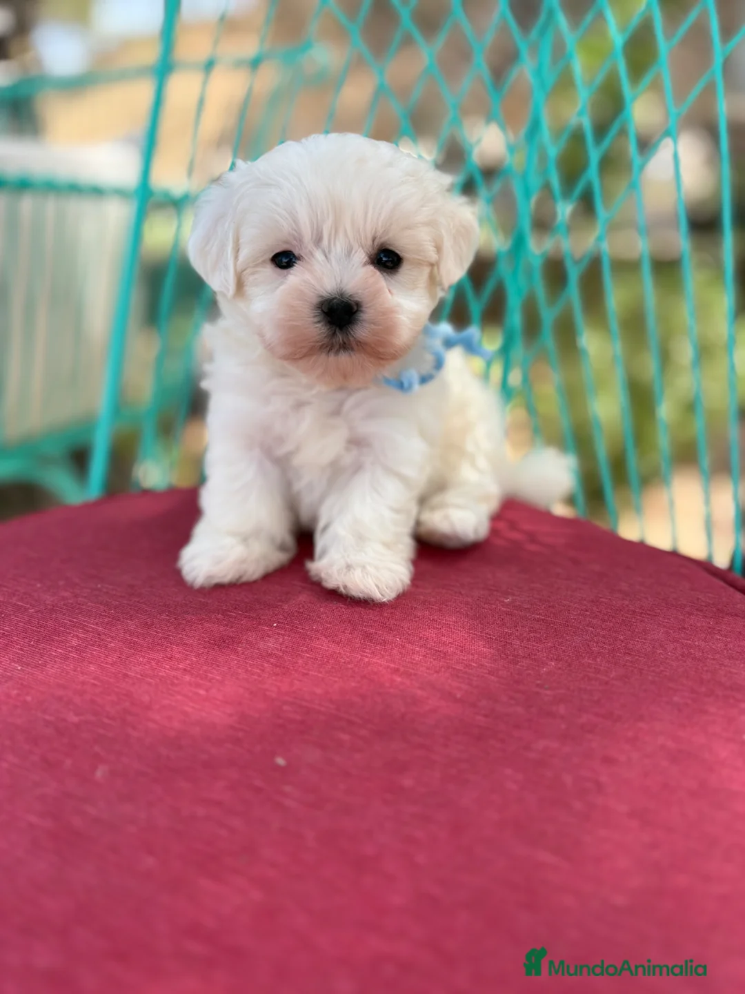 Bichón Maltés perros en venta: Bichon Mates !!! - Anuncio 2