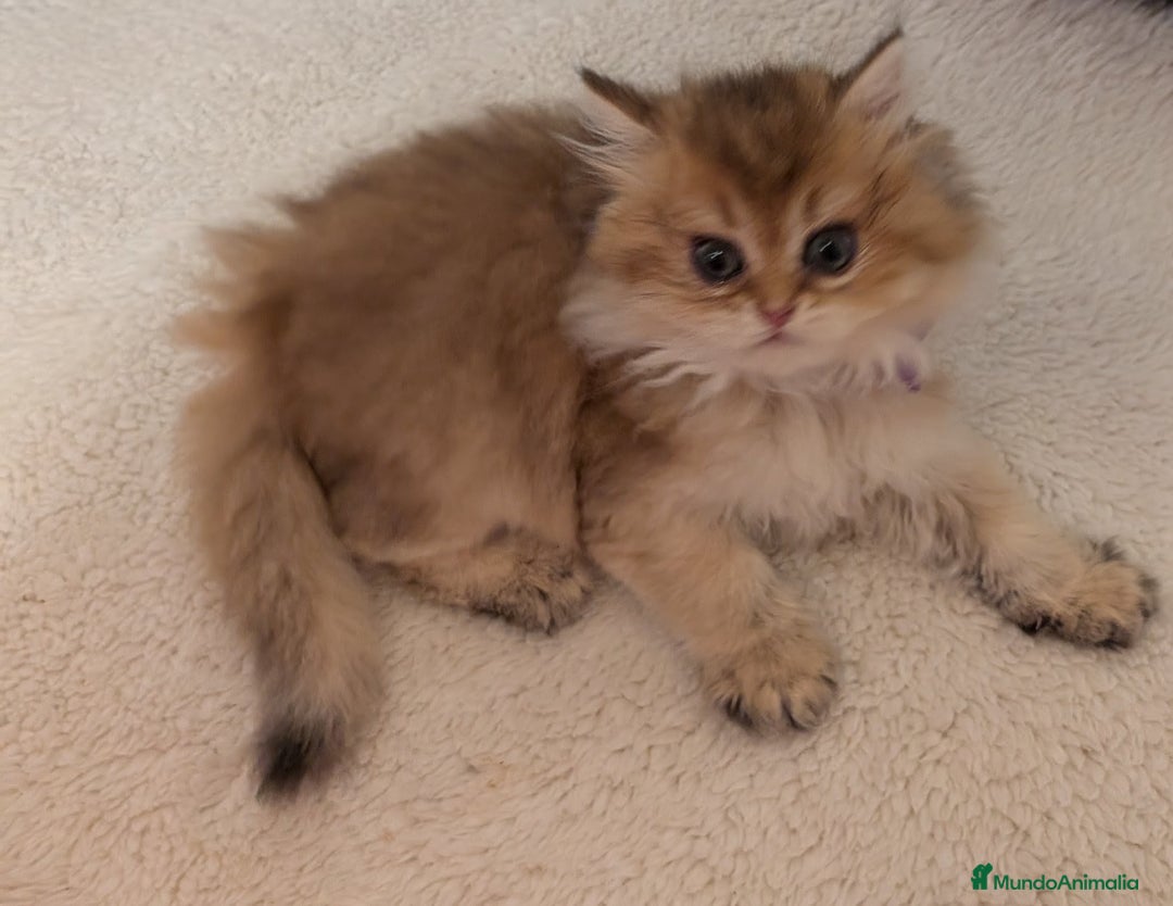 Británico de Pelo Largo gatos en venta: gatitos british longhair 📍lineas excepcionales - Anuncio 22