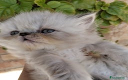 Persa gatos en venta: Hembra persa americana  - Imagen 5