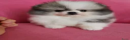 Pomerania perros en venta: Pomerania TOY Muñecas ♂️♀️ - Anuncio 6
