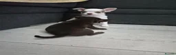Chihuahua perros en venta: Chihuahuas micro toys - Anuncio 5