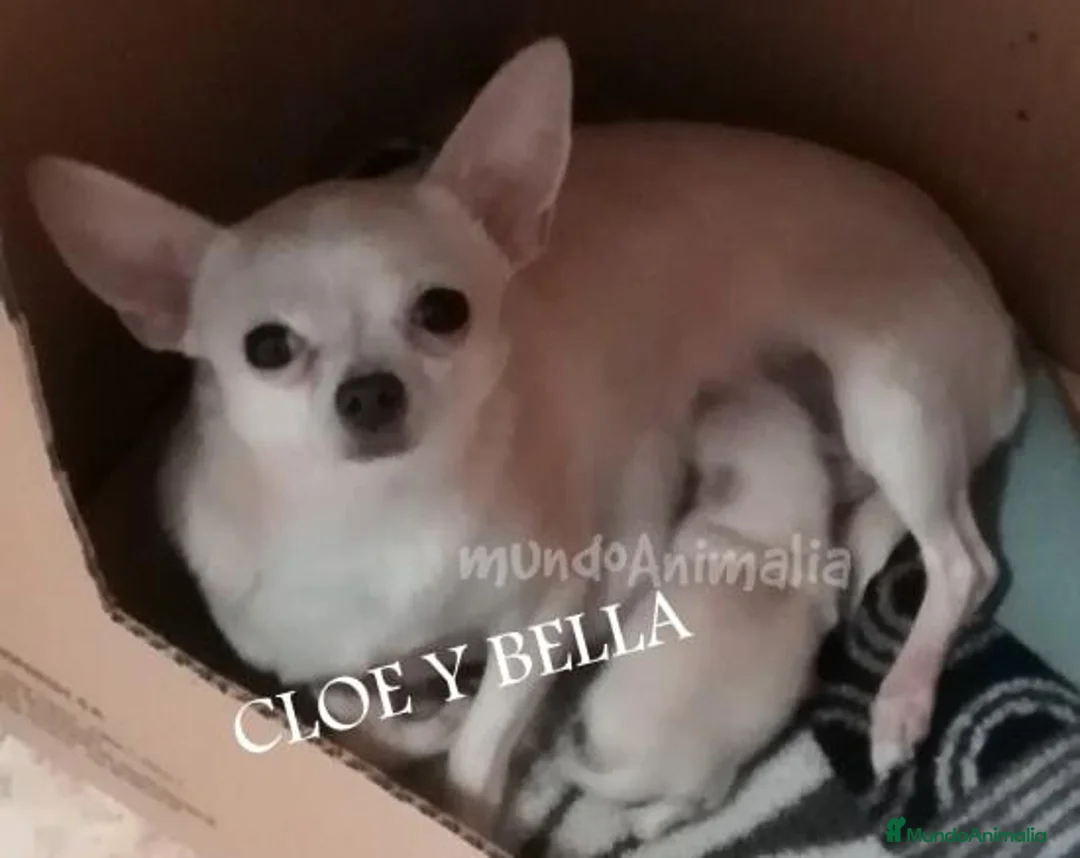 Imagen de galería {{count}}