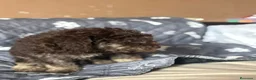 Perro de Agua Español perros en venta: Última hembra de perro de aguas!! - Anuncio 10