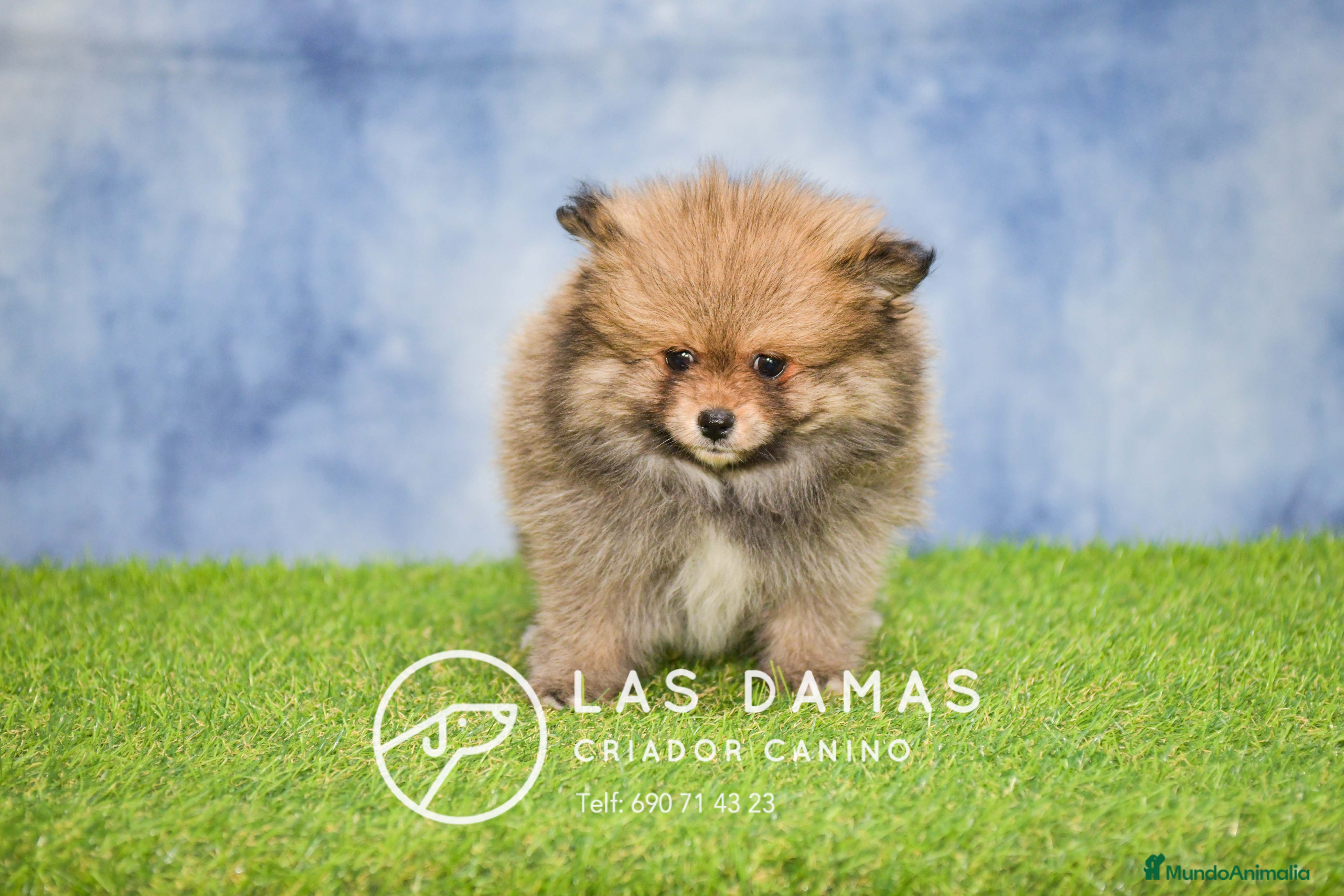 Pomerania perros Pomeranias hembras disponibles - Anuncio 2