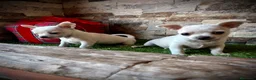 Chihuahua perros en venta: Chihuahuas crema  - Anuncio 2