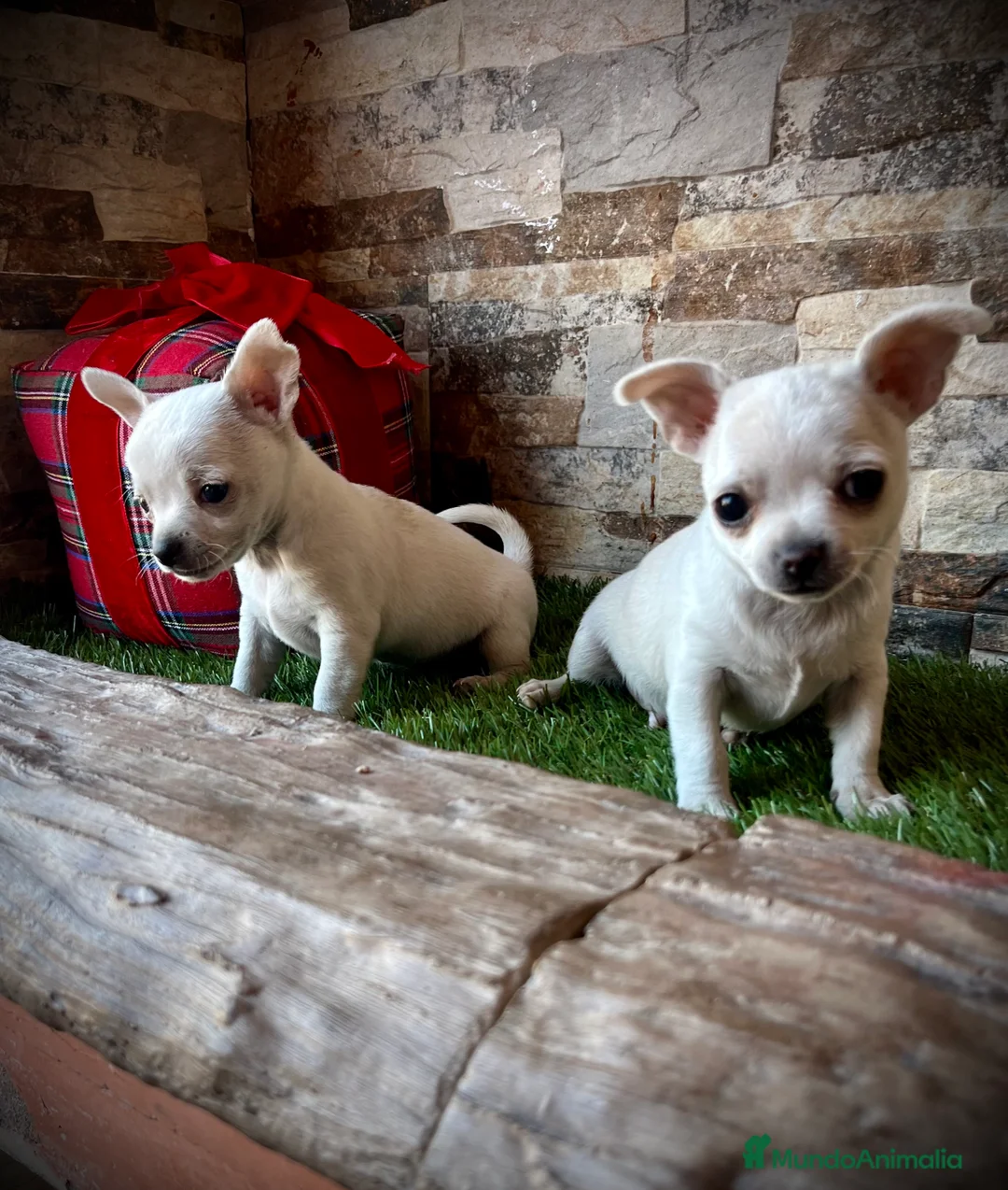 Chihuahua perros en venta: Chihuahuas crema  - Anuncio 2