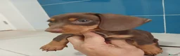 Teckel Miniatura perros en venta: Teckel miniatura chocolate  - Anuncio 2
