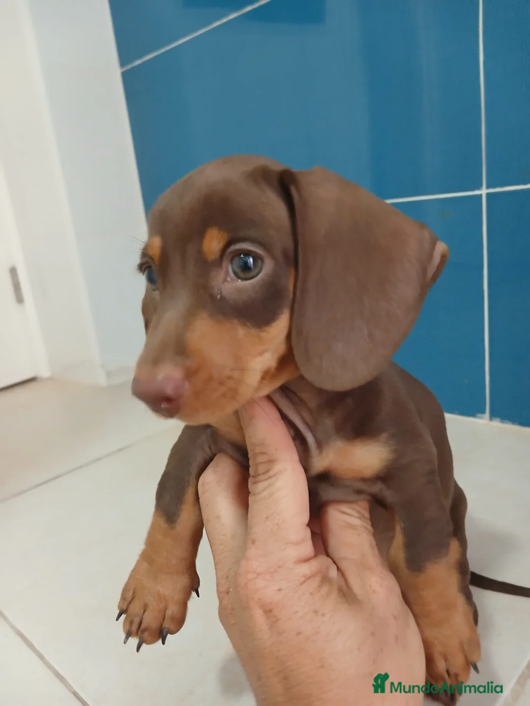 Teckel Miniatura perros en venta: Teckel miniatura chocolate  - Anuncio 2